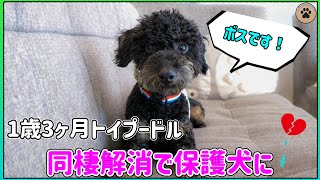 【1歳３ヶ月】カップル破局で保護犬になったトイプーのボスを紹介します🐶👍