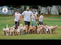 Most Dogs Walked At Once - Guinness World Records