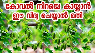 കോവൽ നിറയെ കായപിടിക്കാൻ|koval krishi malayalam|koval nadan|koval malayalam|kovakka|ivy gourd malayal