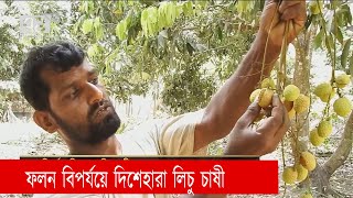 ফলন বিপর্যয়ে দিশেহারা লিচু চাষী | News | Eakttor TV