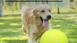 Giant Tennis Ball