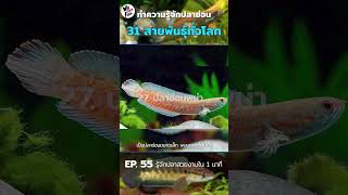 ปลาช่อน 31 สายพันธุ์ ตอนที่ 6 (ตอนจบ) : WE LOVE FISH EP.55