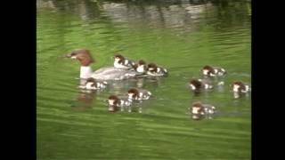 カワアイサ（1）巣立ち雛（音更町） - Common Merganser / Goosander - Wild Bird - 野鳥 動画図鑑