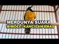 MERDUNYA SUARA BURUNG GOLDEN WHISTLER/KANCILAN EMAS ASLI PULAU JAWA