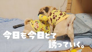 お兄ちゃん大好きな弟が今日もまたフラれました｜パグのぺろぽん兄弟pug犬｜