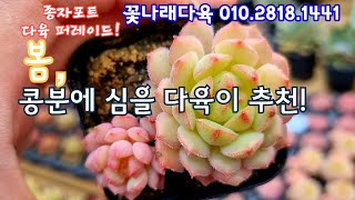 콩분에 심을 다육이 왕창 소개해드려요! : 봄엔 콩분 나들이~!  꽃나래다육 010.2818.1441 *유료광고포함 *