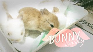 BunnyLovely : ลูกกระต่ายอายุ 15  วัน