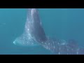 swimming with whale sharks in donsol philippines natural and responsible interaction