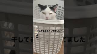 洗濯干してる間に猫が洗濯カゴに入ってたそがれてました… #shorts