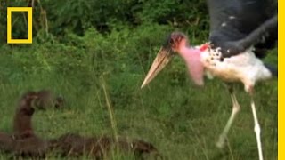 Mongooses vs. Giant Storks | National Geographic
