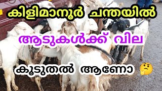 വളർത്തു കുട്ടികളുംമുട്ടനാടുകളും വന്നിട്ടുണ്ട്#goatmarketkerala #anwarkeralapothvalarthal#shojiravi