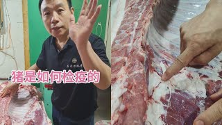 猪是如何检疫的#左手刀鹏哥#美食#小知识