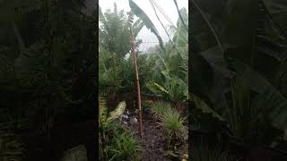 grabe ka ulan  #raining #views_viral_video_subscribers_grow #highlights#Trees