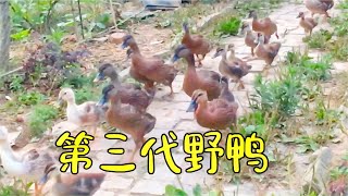 水库山边捡到的野鸭蛋，现在孵出第三代了 #小野鸭 #小野鸭悠闲的生活 #小野鸭怎么养
