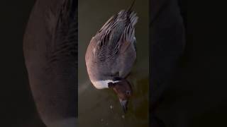 Wigeon and Pintail Hybrid #duckhunting #trending#viral #hybrid#shorts #foryou #goose#goosegooseduck