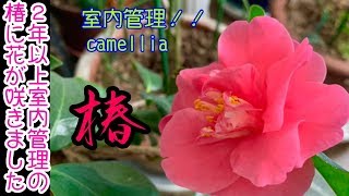 2年以上室内で管理した椿に花が咲きました^ - ^短い動画です🌟camellia ツバキ つばき 盆栽 bonsai