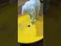 子猫たちがおもちゃとバントンで遊んでいる可愛い瞬間 🐱🎾🐾 子猫 おもちゃ バントン かわいい ペット 猫 猫好き 癒し 猫のおもちゃ 子猫の遊び 🐾🐱🎉