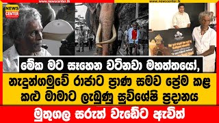 නැදුන්ගමුවේ රාජාට ප්‍රාණ සමව ප්‍රේම කළ කළු මාමාට ලැබුණු සුවිශේෂි ප්‍රදානය | මුතුගල සරුත් වැඩේට ඇවිත්