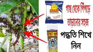 গাছে পিঁপড়ে  হওয়ার কারন ও গাছ থেকে পিপড়ে তাড়ানোর সহজ পদ্ধতি শিখে নিন