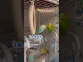 よかったね budgerigar セキセイインコ