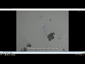 tracking of moving particles micromotors using fiji or imagej