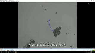 Tracking of moving particles (micromotors) using FiJi or ImageJ