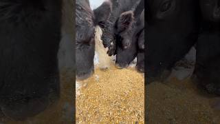 Feeding Cows Bulk Feed