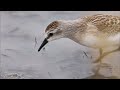 トウネン採餌行動 red necked stint 「feeding behavior」