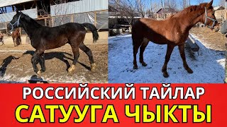 😱🔥СРОЧНО КОРУНУЗ🔥 | РОССИЙСКИЙ ТАЙЛАР САТЫЛАТ! | 0557 211-987