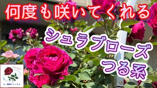 何度も咲いてくれる【シュラブローズ】つる系🌹