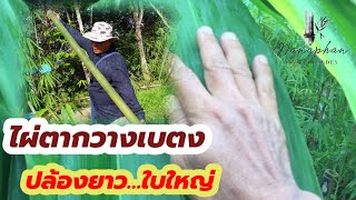 ไผ่ปล้องยาว ใบใหญ่…ไผ่ตากวางเบตง…