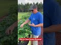 Do Potato Blooms Mean Anything? 🥔