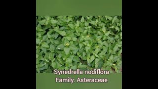 Common plants... Synedrella nodiflora।।   Family: Asteraceae