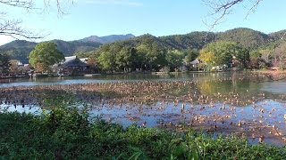 京都　大沢池（大覚寺）～広沢池　Daikakuji (temple), Osawa pond and Hirosawa pond in Kyoto