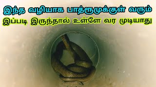 பாத்ரூமுக்குள் பாம்பு வரும் வழி இதுதான் | இதை செய்து இருந்தால் பாம்பு வராமல் இருக்கும் | Snake_Saga