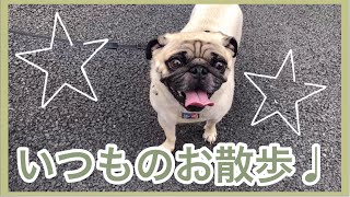 いつものお散歩♩　パグのおまめの毎日　Its OMAME The Pug