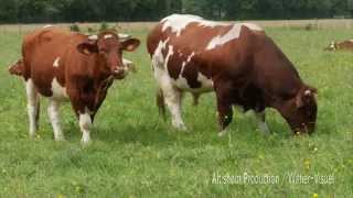 La Rouge des prés est une race bovine anciennement appelée Maine-Anjou