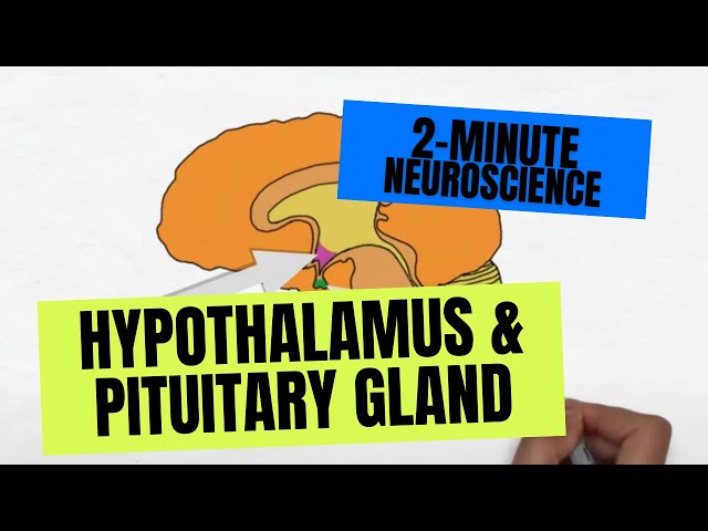 Hypothalamus And Posterior Pituitary Gland Hpa Axis Foundations Of