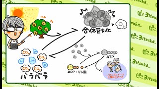 生物基礎１章３話雑学「同化と異化必須知識」