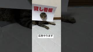 広告いつでもやる気満々です！