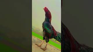 Winter ❄️ hen is ready | mashallah | آج میرا مرغا آزاد گوم رہا ہے سردی مے