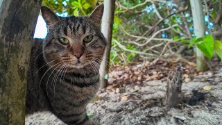 ビーチの木陰で休む猫をナデナデしてきた