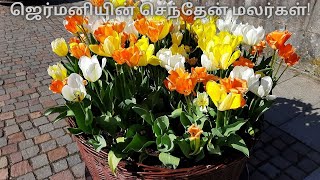 ஜெர்மனியின் செந்தேன் மலர்கள்! - பாகம் 1 | Spring Season Flowers in Germany-Part1| Sasi's Nature Path