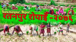 रतनपुर रोपाइँ-२०७६ | Ratanpur Ropai-2076 | 2019