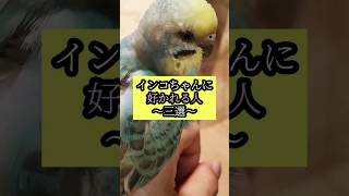 インコちゃんに好かれる人～三選～ #セキセイインコ #コザクラインコ #可愛い