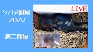 ツバメの見守り2024 第二期編 🐣×5 孵化2～4日目