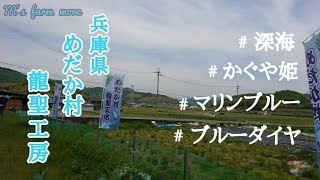 メダカ紀行「兵庫県めだか村『深海めだか』誕生の地」【龍聖工房】長岡龍聖さまのもとへ