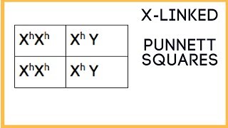 X - linked traits ( Punnett Square basics )