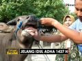 Dinas Peternakan Kudus temukan sapi yang tidak layak untuk ikut Qurban - iNews Pagi 09/09