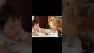 Baby and Dog Fight Over A Toy (Part 2) #Shorts